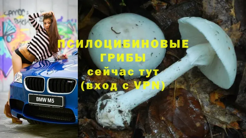 Галлюциногенные грибы Magic Shrooms  Болохово 